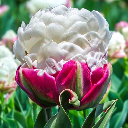 4 Stück, Tulpe Double Polar - Blumenzwiebeln: Ilość w opakowaniu: 4 Stück