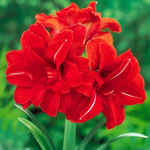 1 szt, Amaryllis (Hippeastrum) Double Dragon - Cebule: Ilość w opakowaniu: 1 szt.