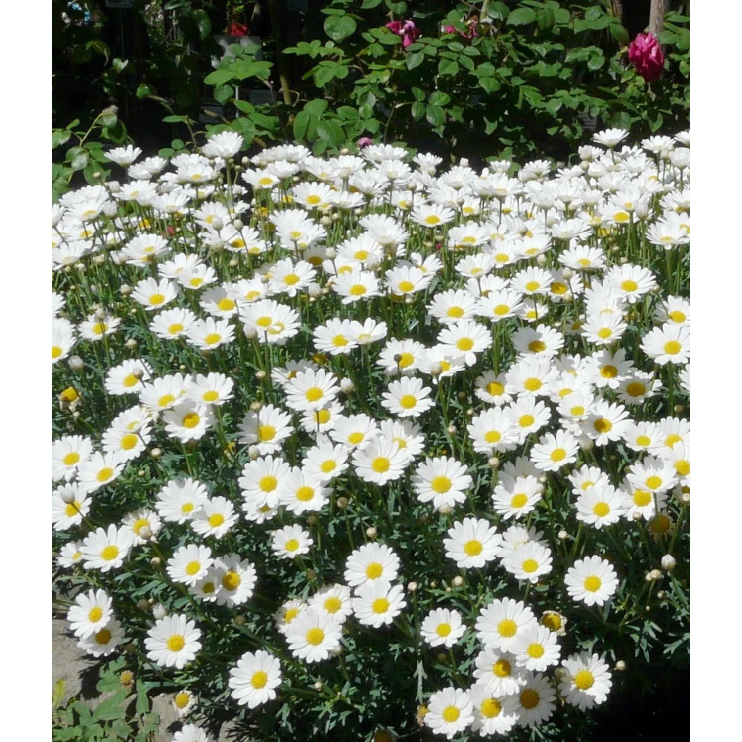 Złocień - margerytka (Argyranthemum frutescens) - don. 14 cm