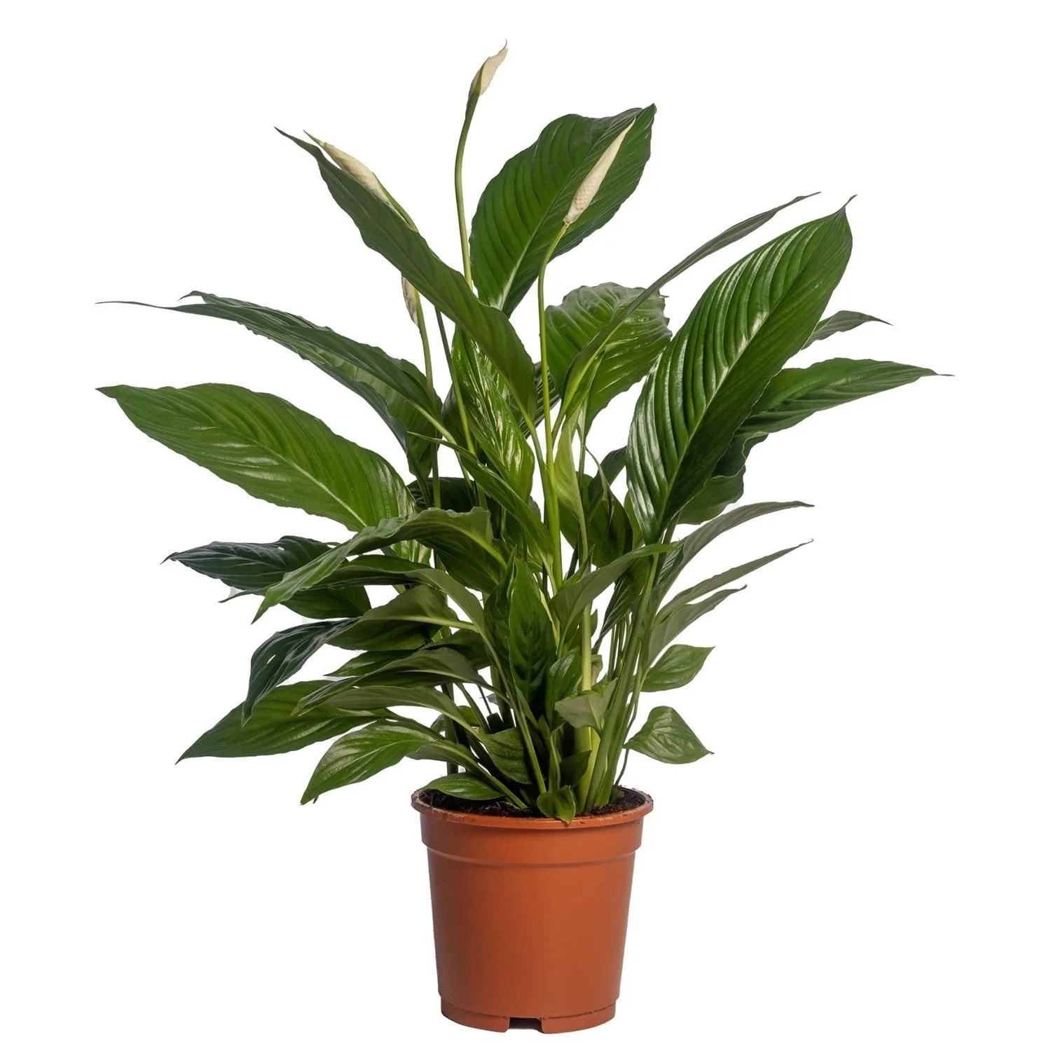 Skrzydłokwiat Vivaldi (Spathiphyllum Vivaldi) don. 17 cm