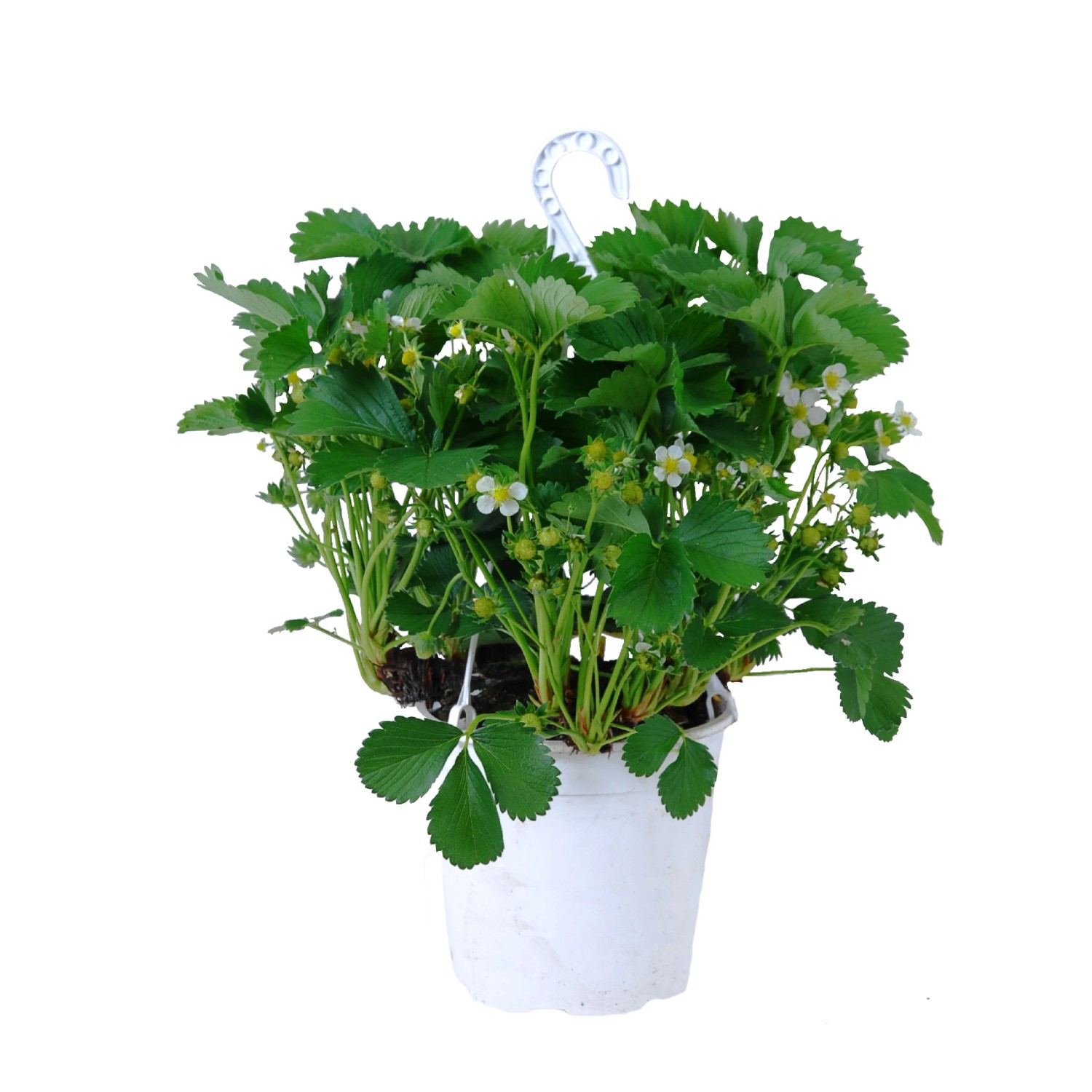Truskawka w don. wiszącej śr. 21cm (Fragaria sp.)