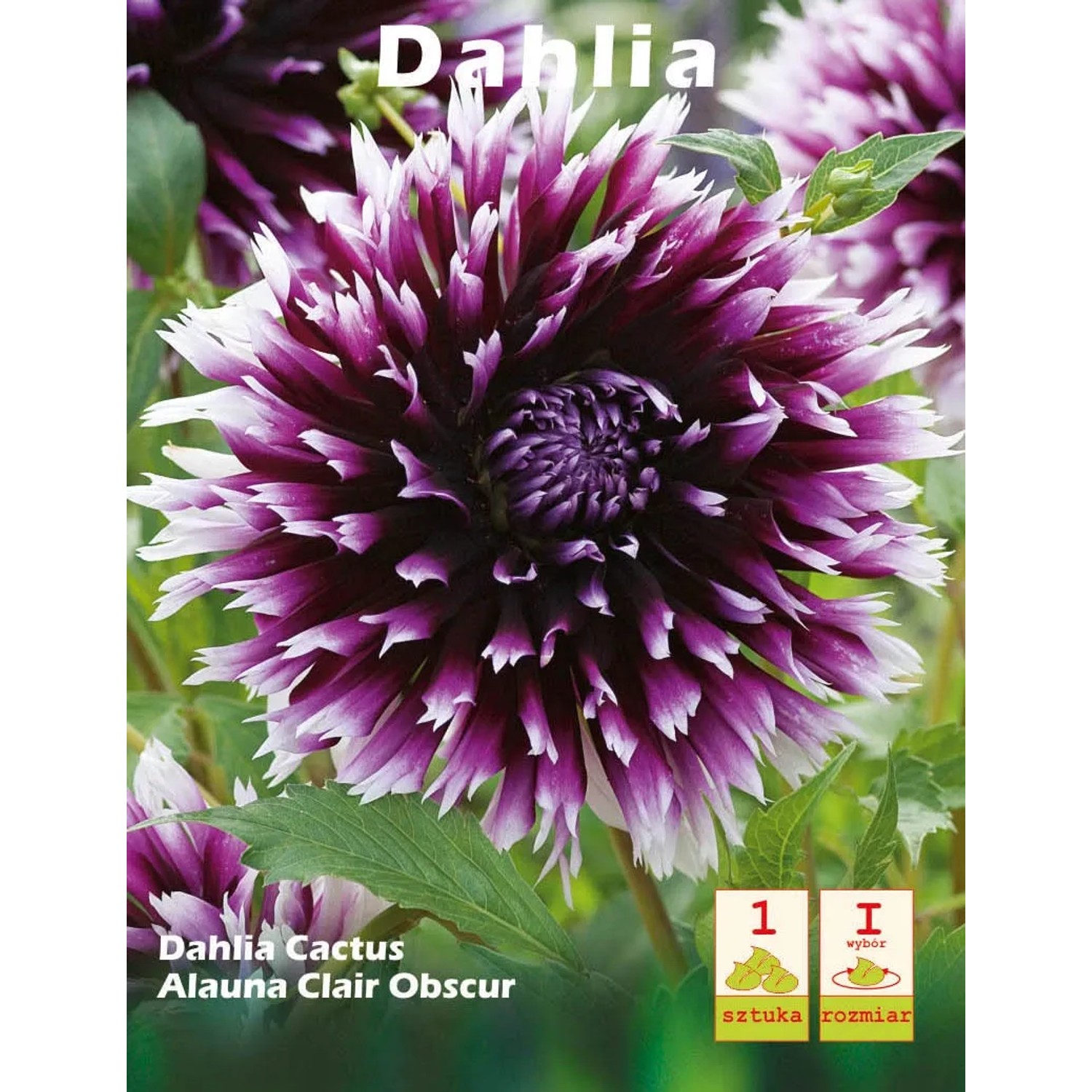 Dailia Alauna Clair-Obsc 1szt