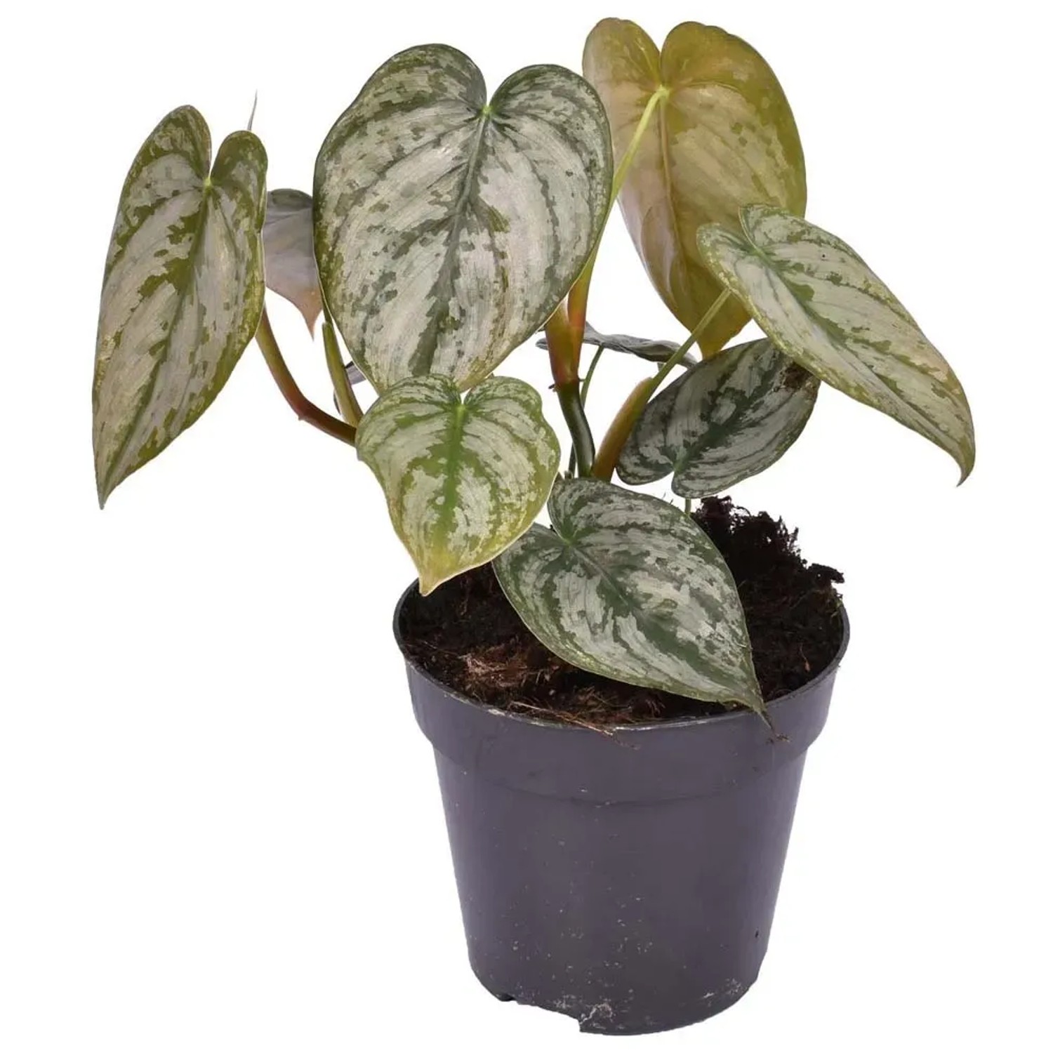 Filodendron (Philodendron) Brandtianum - don. 12 cm