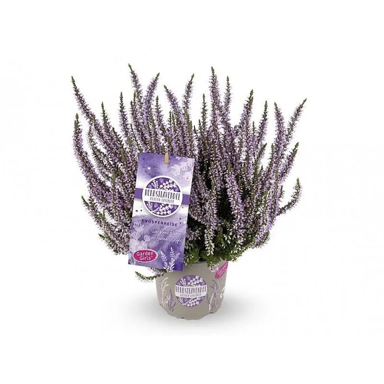 Wrzos (Calluna Garden Girls) kolor lawendowy - don. 11 cm