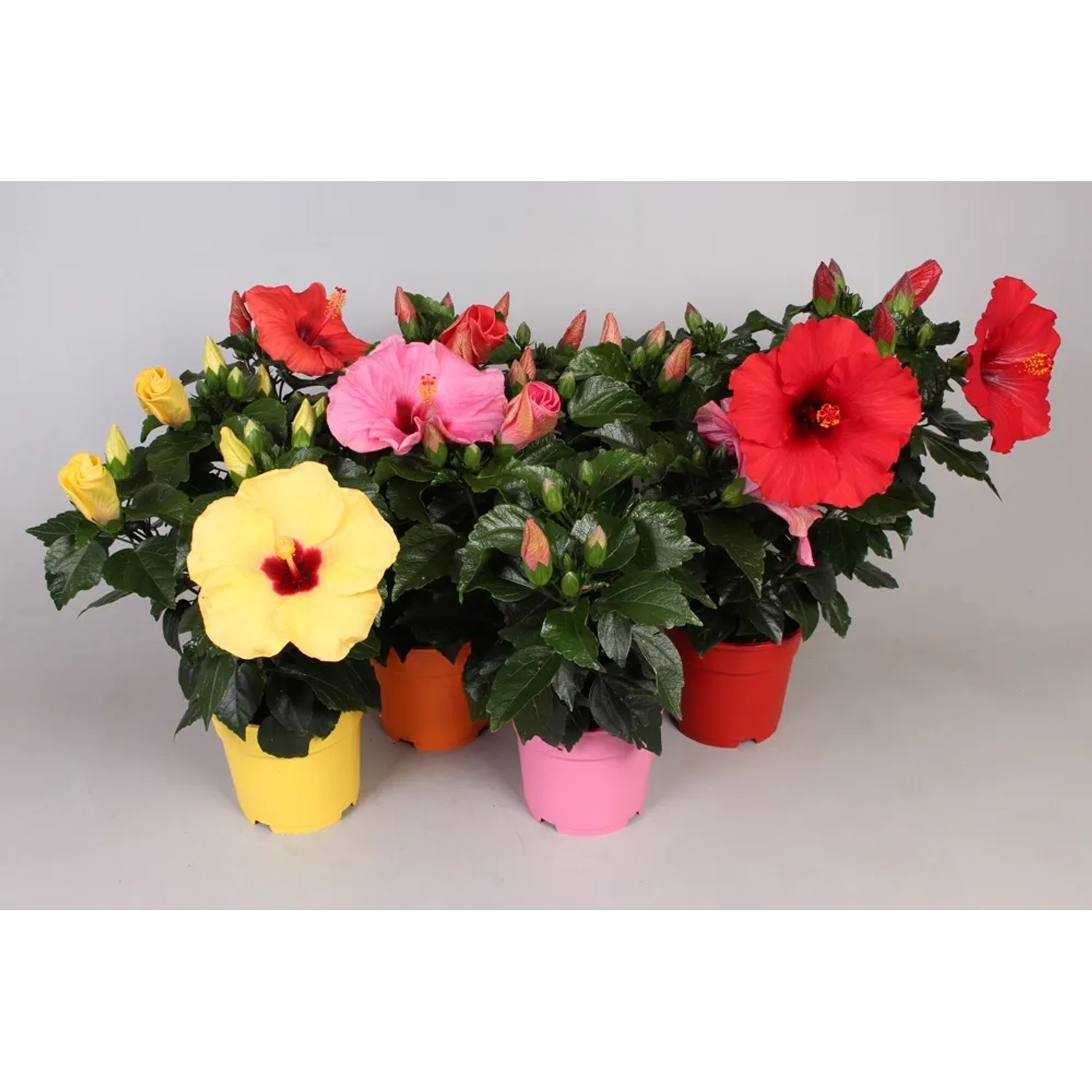 Hibiscus krzew 4-7 pędów wys. 55cm don. 17cm