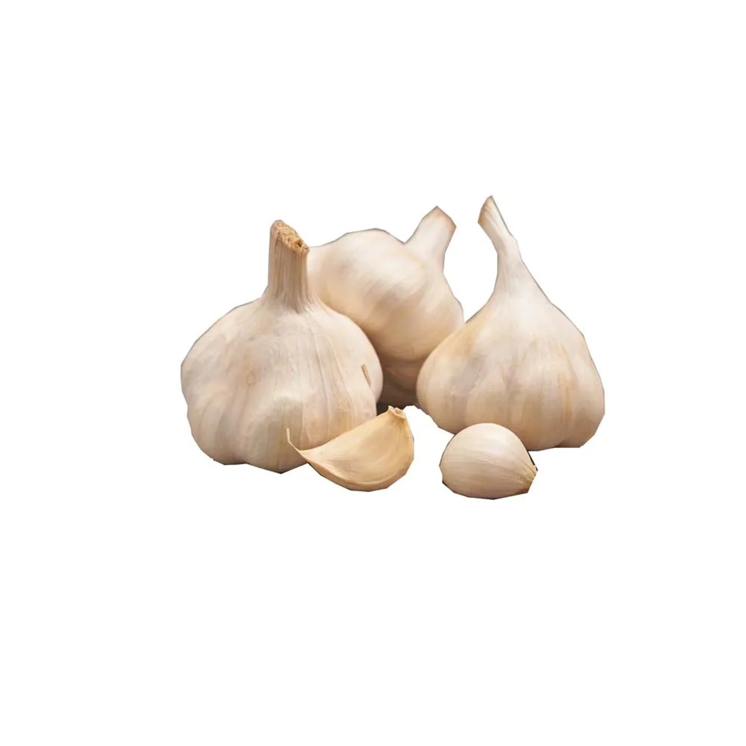 Czosnek jadalny (Allium sativum) Messidrome - 250 g