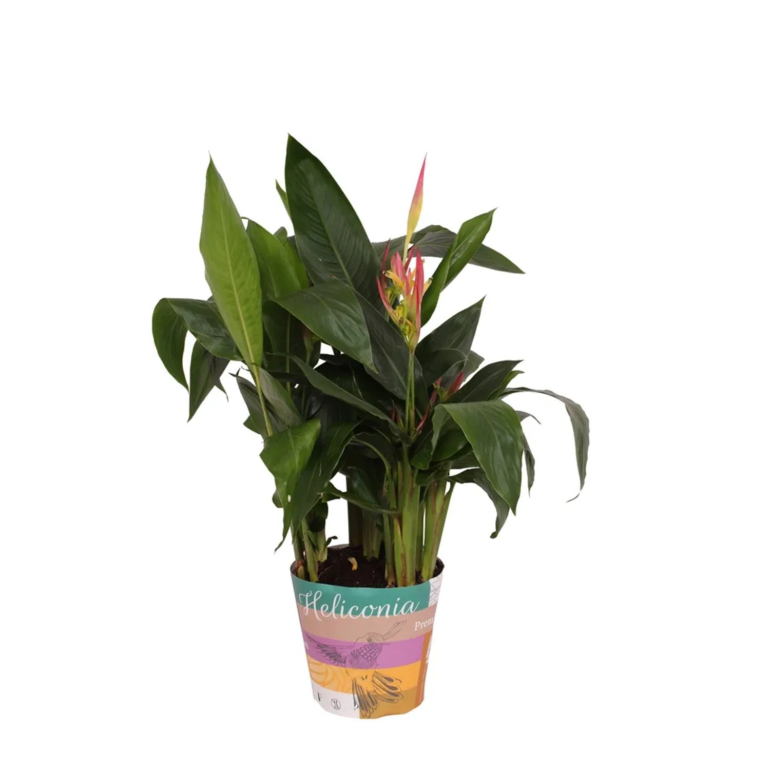 Heliconia hawajska Hawaii wys. 55-65 cm don. 17cm