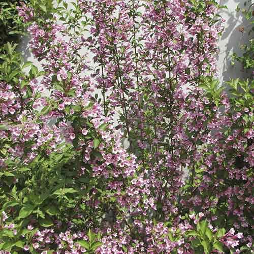 1 buc, Weigela Boskoop Glory - Răsaduri: Mod de ambalare: 1 buc