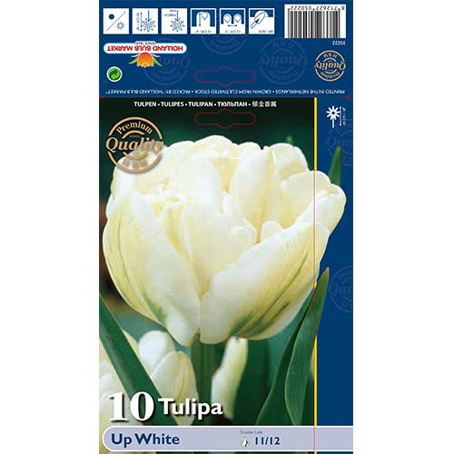Tulipan pełny Up White - Cebule: Ilość w opakowaniu: 10 szt. - GradinaMax