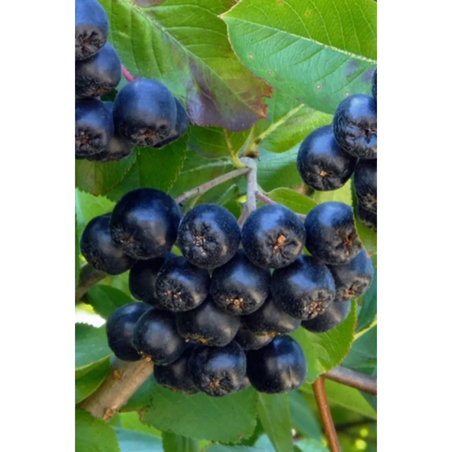 Aronia czarnoowocowa (Aronia melanocarpa)