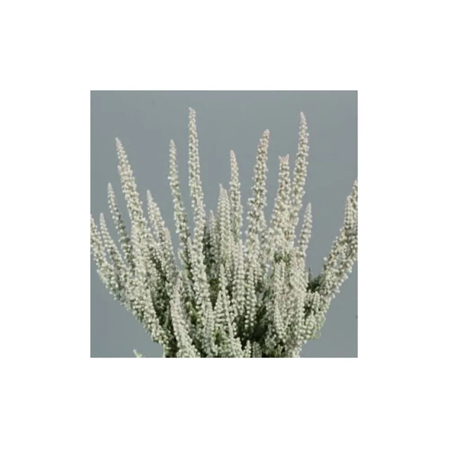 Wrzos (Calluna Velvet Heather Flufy) don. 11 cm