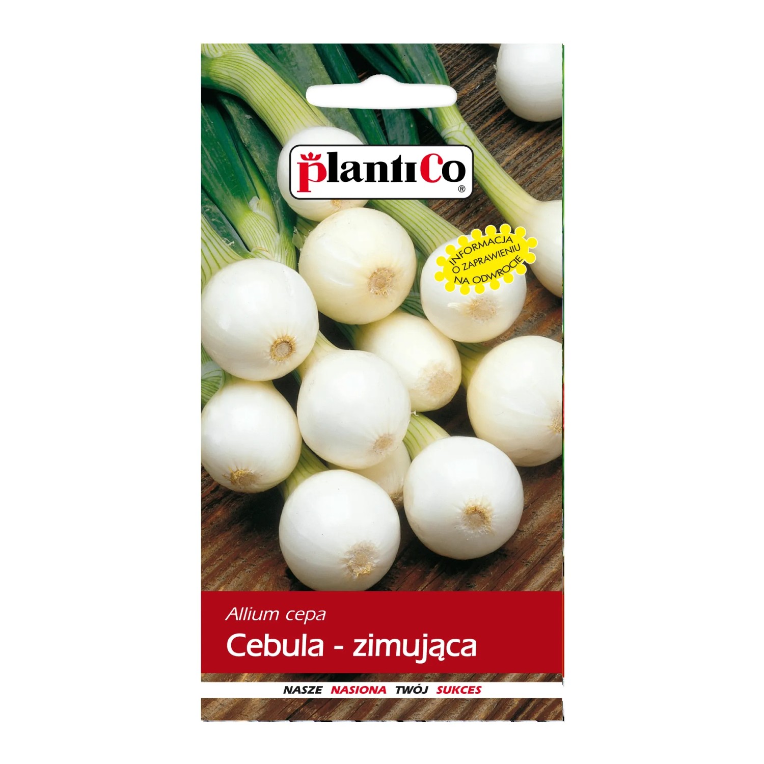 Cebula zimująca