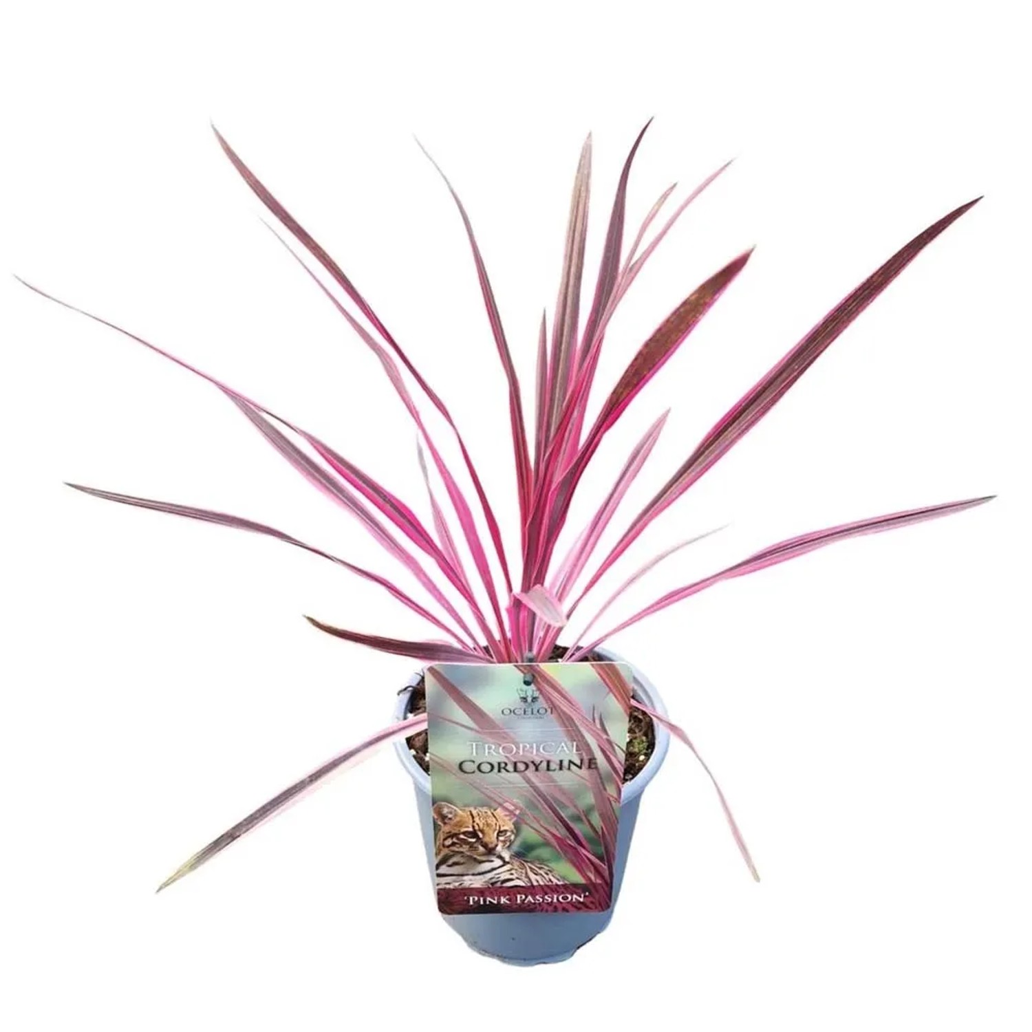 Kordylina (Cordyline Pink Passion) - don. 17 cm