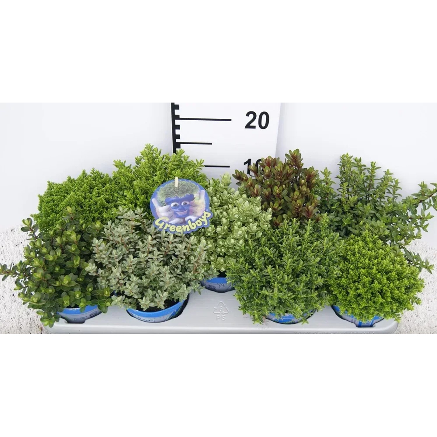 Hebe addenda Picolino, Blue Star 25-30cm don. 13cm