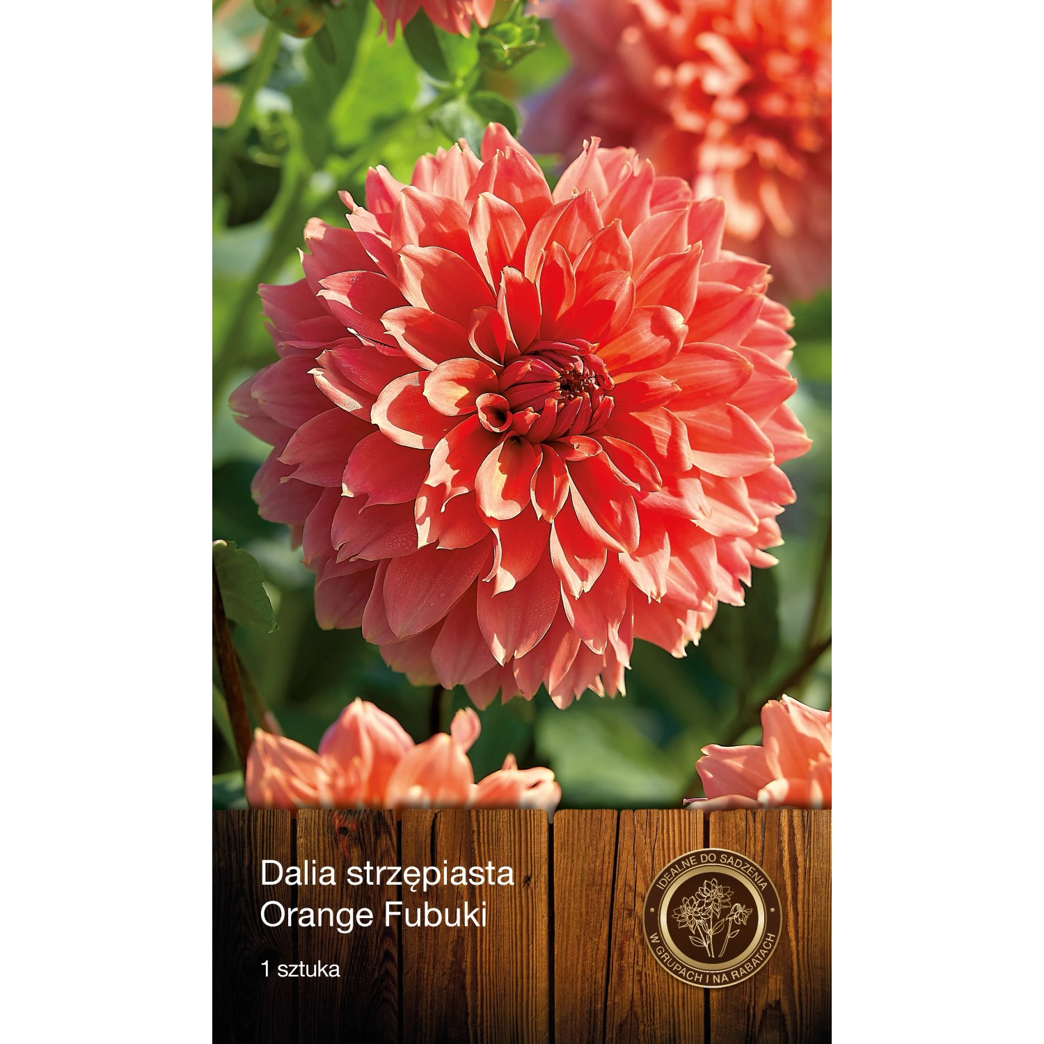 Dalia Orange Fubuki 1szt.