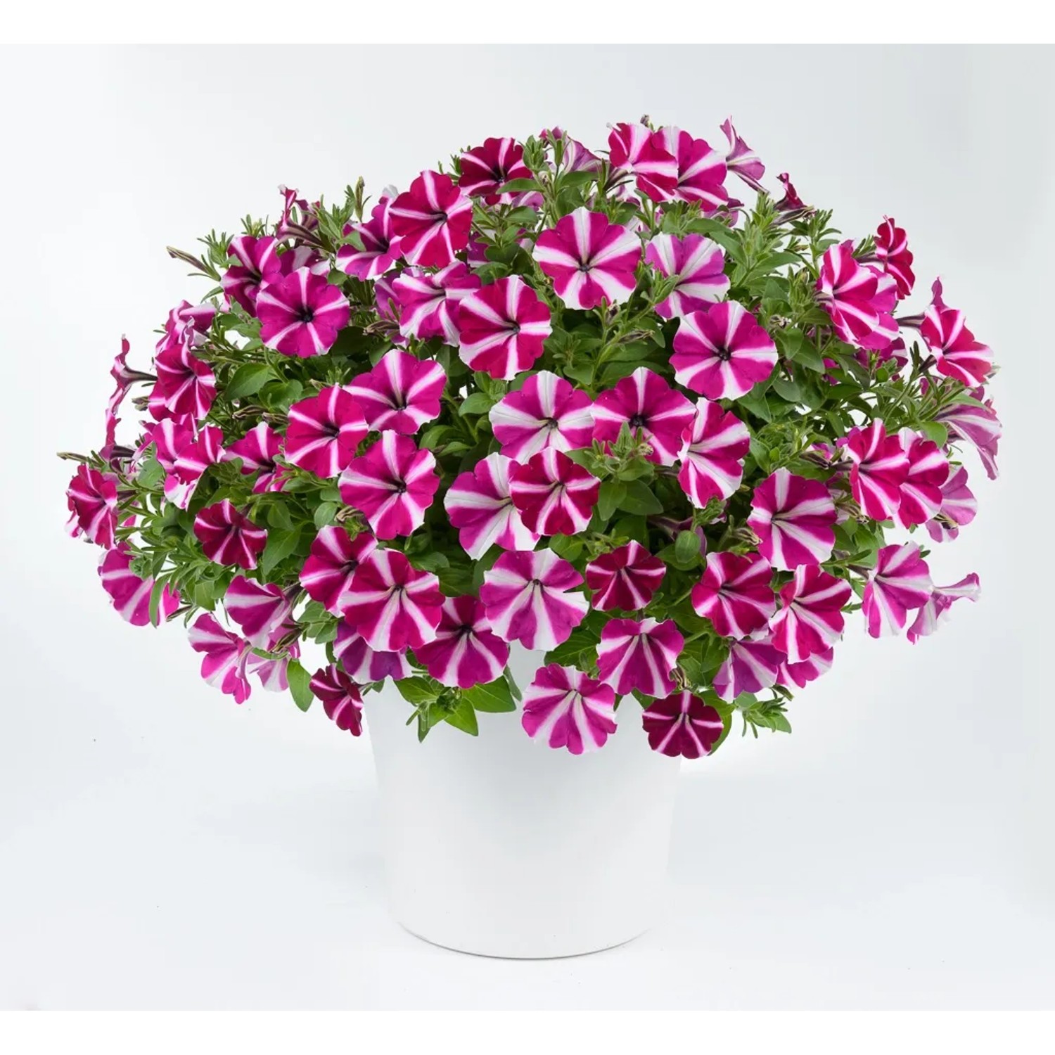 Petunia Amore