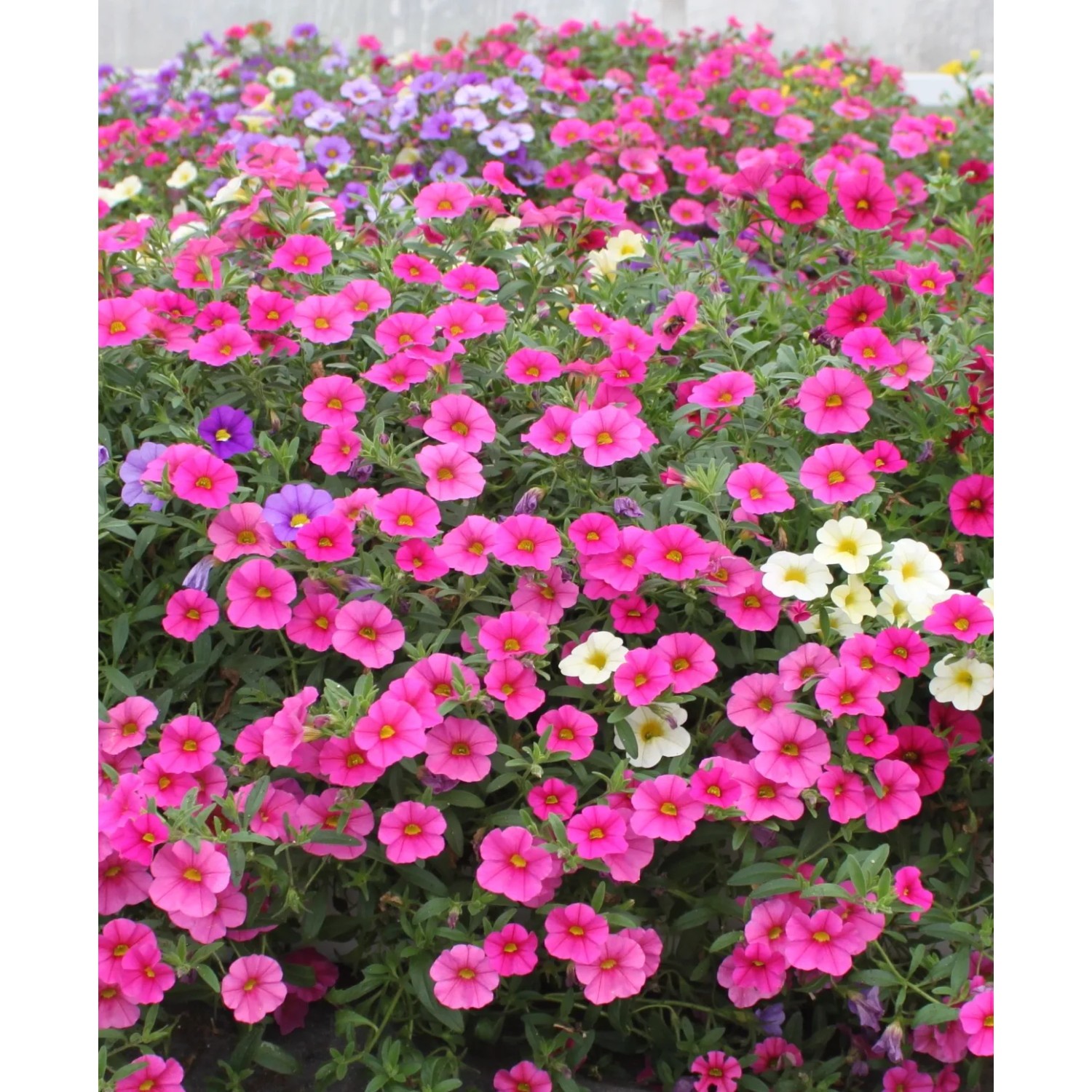 Petunia Supercascade (Petunia sp.)