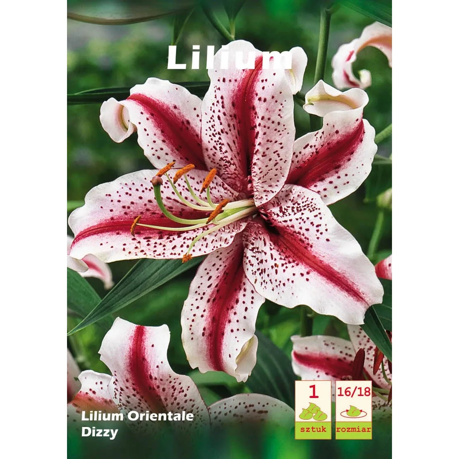 Lilia Dizzy 1szt