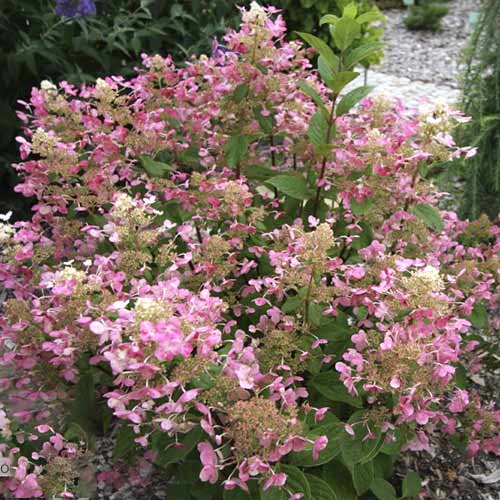 1 buc, Hortensia paniculată Early Sensation PBR, C3 - Puieți: Mod de ambalare: 1 buc