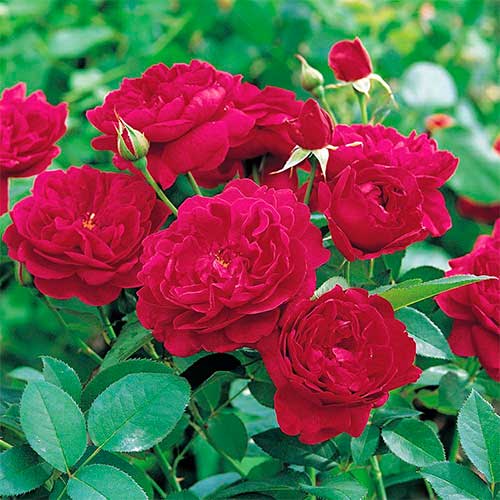 1 Pflanze(n), Kletterrose Monferrato - Setzlinge: Ilość w opakowaniu: 1 Pflanze(n)