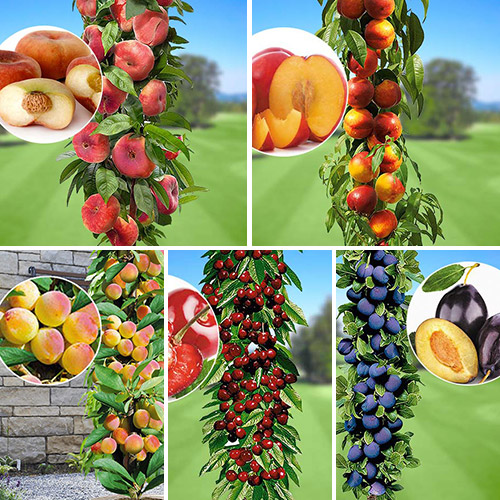 Fruta de verano, 5 plantas - Plántulas: Ilość w opakowaniu: 5 plantas