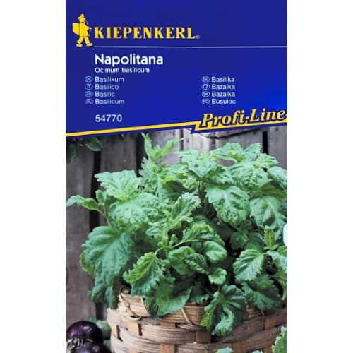 1 szt, Bazylia Napolitana - Nasiona: Ilość w opakowaniu: 500 szt.