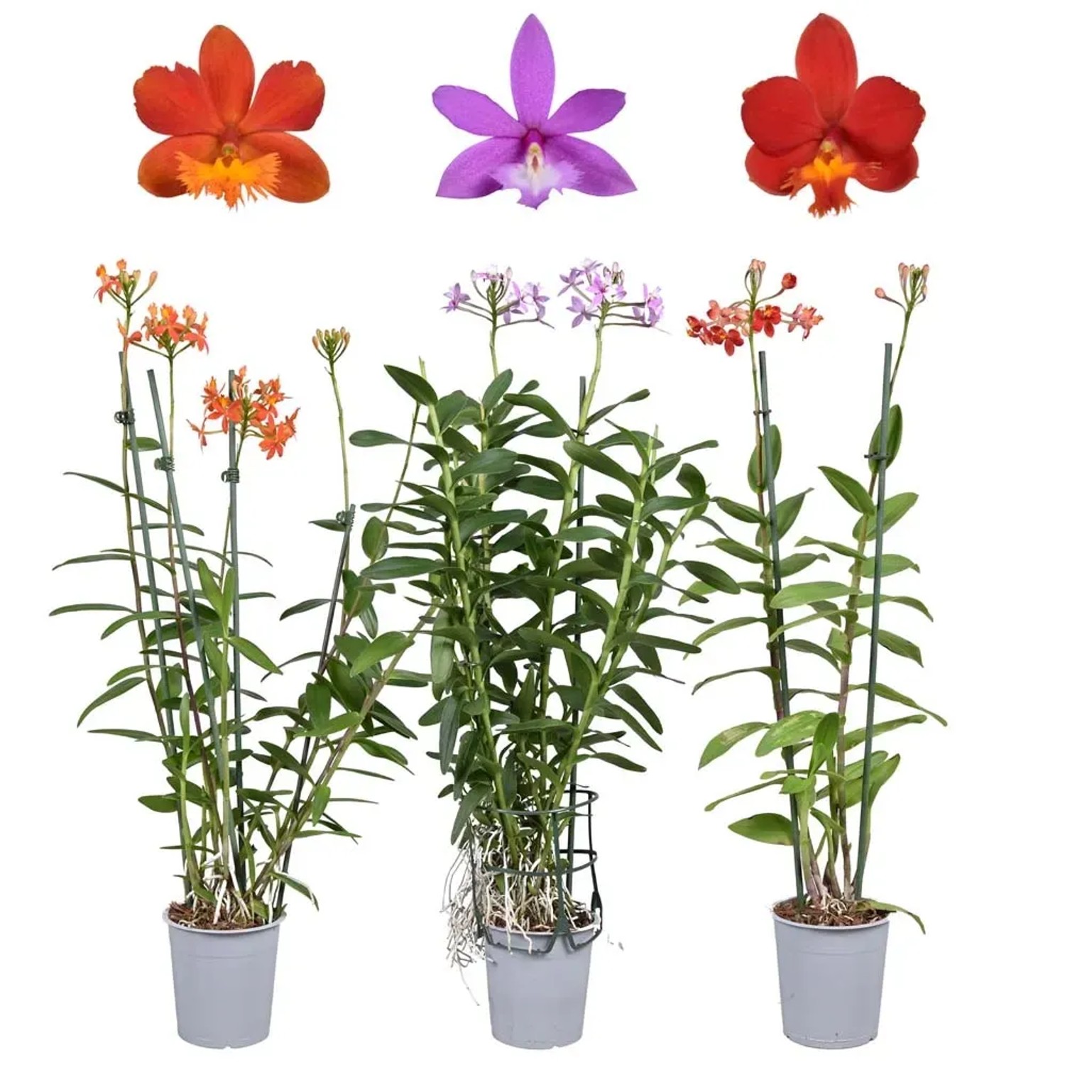 Storczyk (Orchidaceae) - wys. 30 - 50 cm
