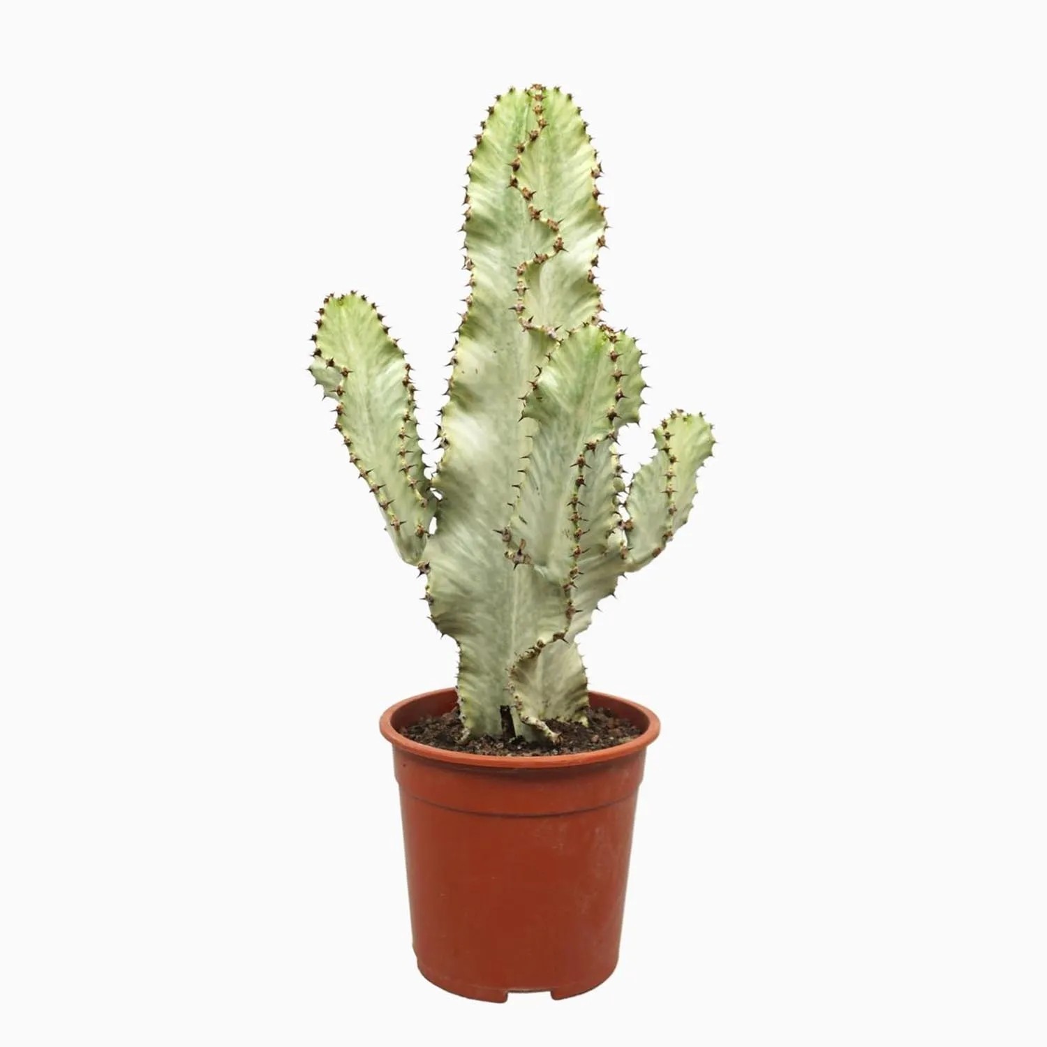 Wilczomlecz (Euphorbia Marmorata) - don. 21 cm