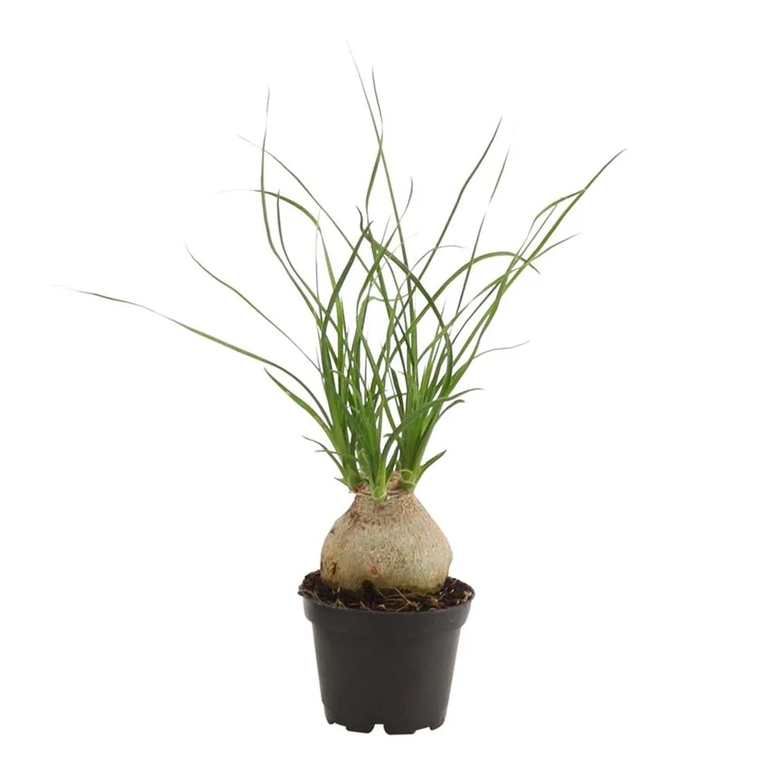 Nolina cebulowa (Beaucarnea) - don. 6 cm