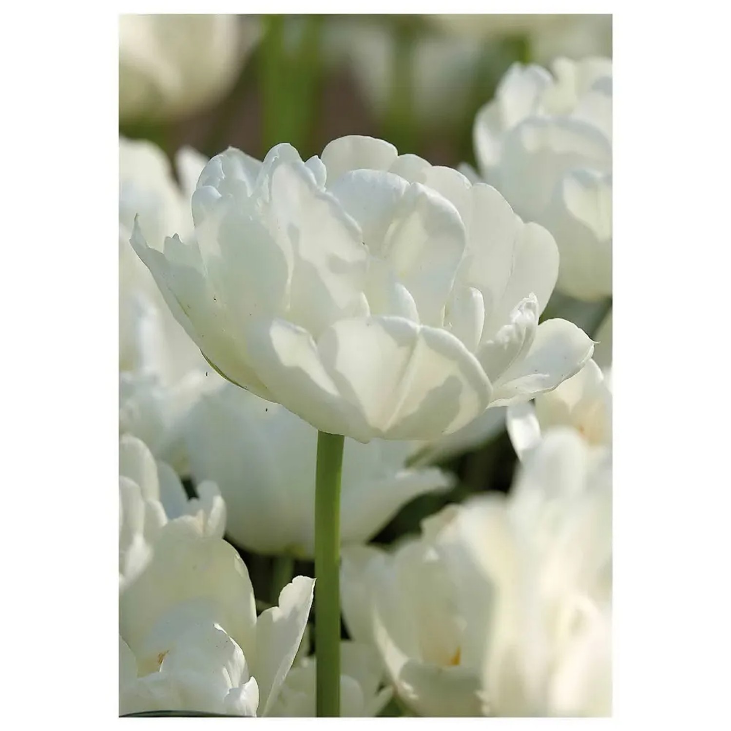 Tulipan Pełny Mount Tacoma 7 szt. biały