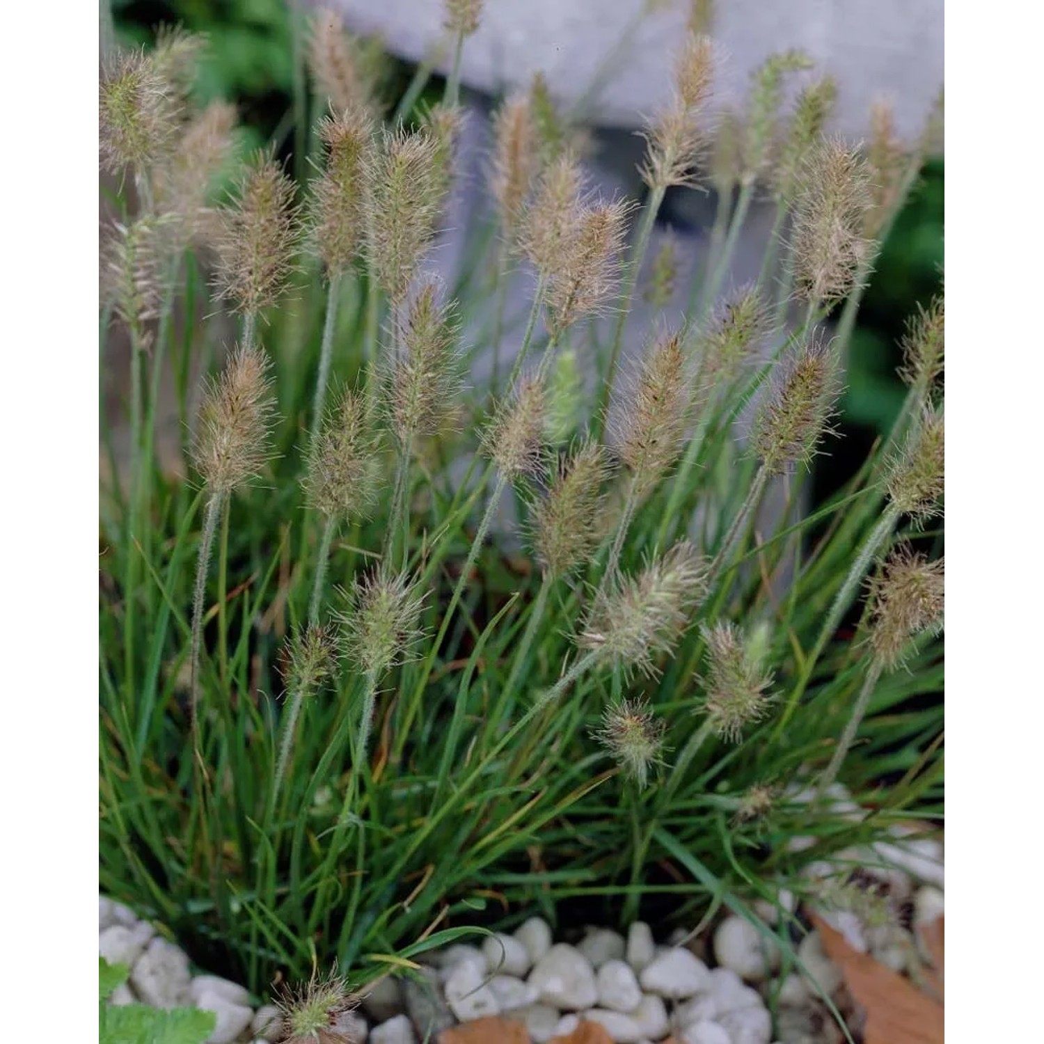 Rozplenica (Pennisetum Little Bunny)
