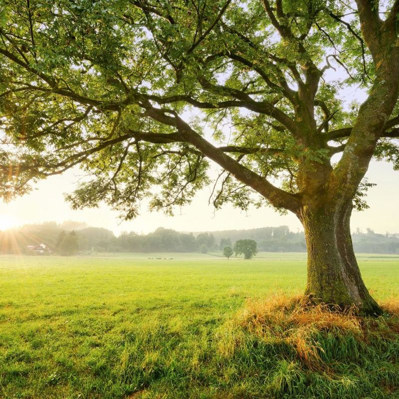 fototapeta Sanders & Sanders Natura zielonym 450 x 280 cm - 1 rol.