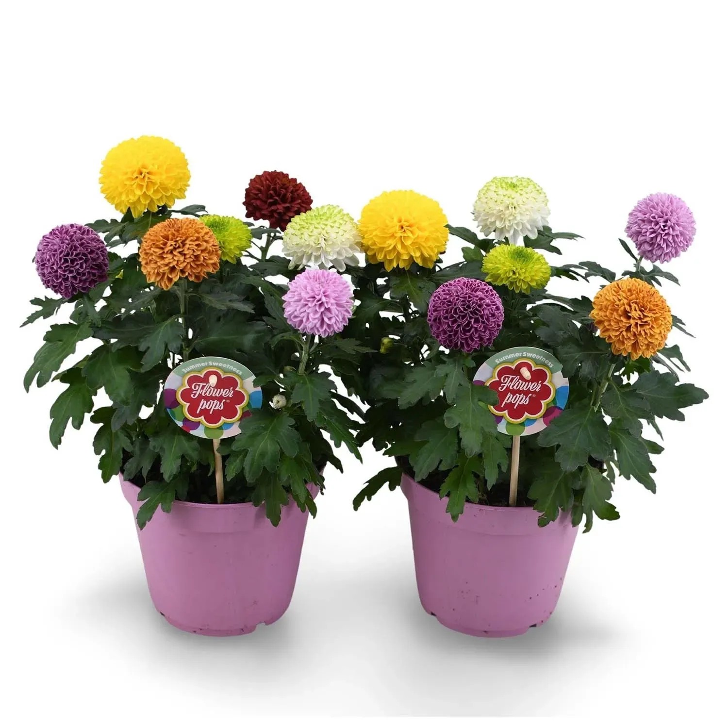 Chryzantema Flower Pops don. 17 cm