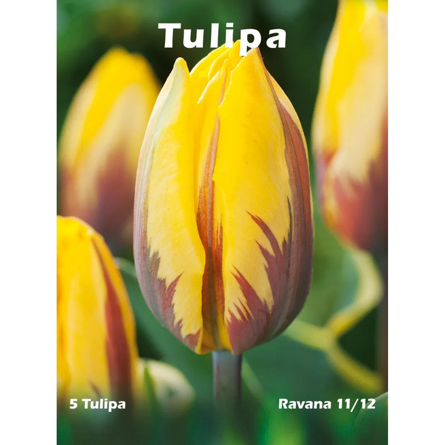 Tulipan odm. Ravana (Tulipa sp.)