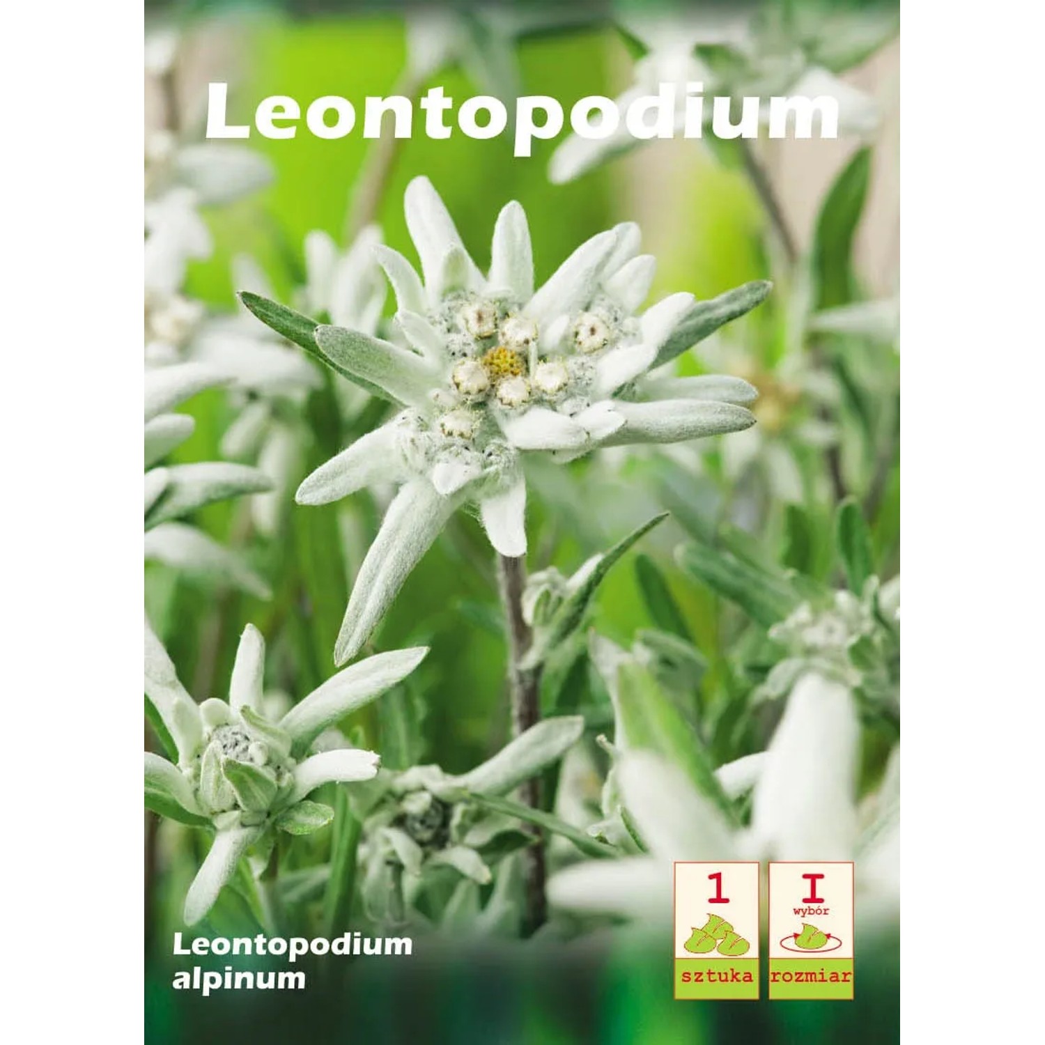 Leontopodi um alpinum 1szt