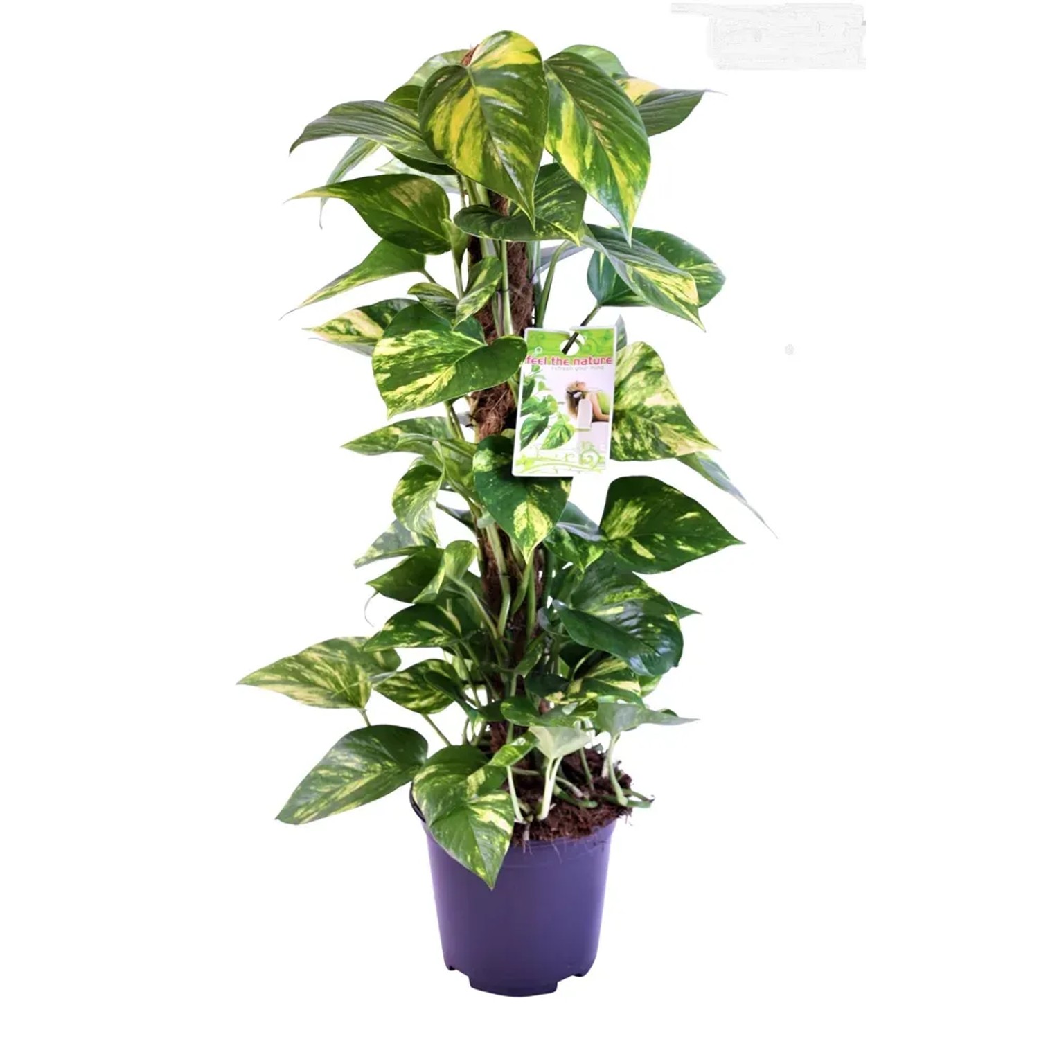 Scindapsus Epipremnum wys. 80cm