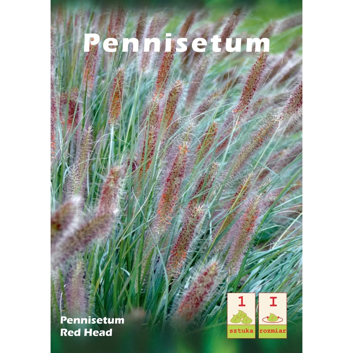 Pennisetum Red Head 1 szt.