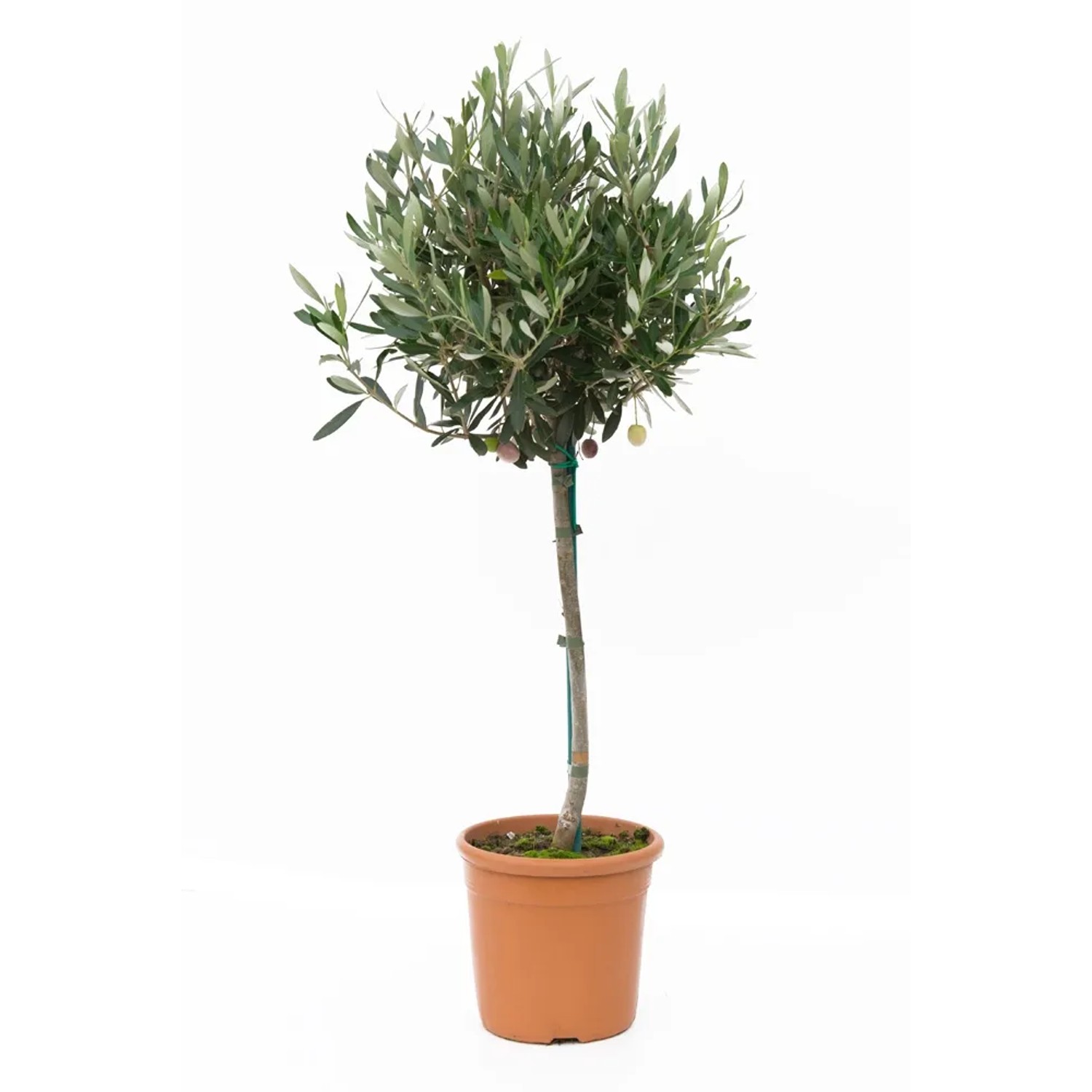 Oliwka drzewko wys. 50-60 cm don. 5l