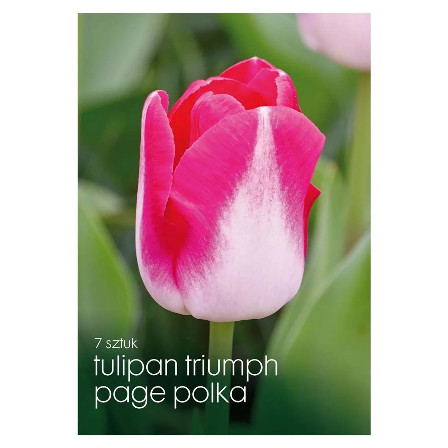 Tulipan (Page Polka) - 7 szt.