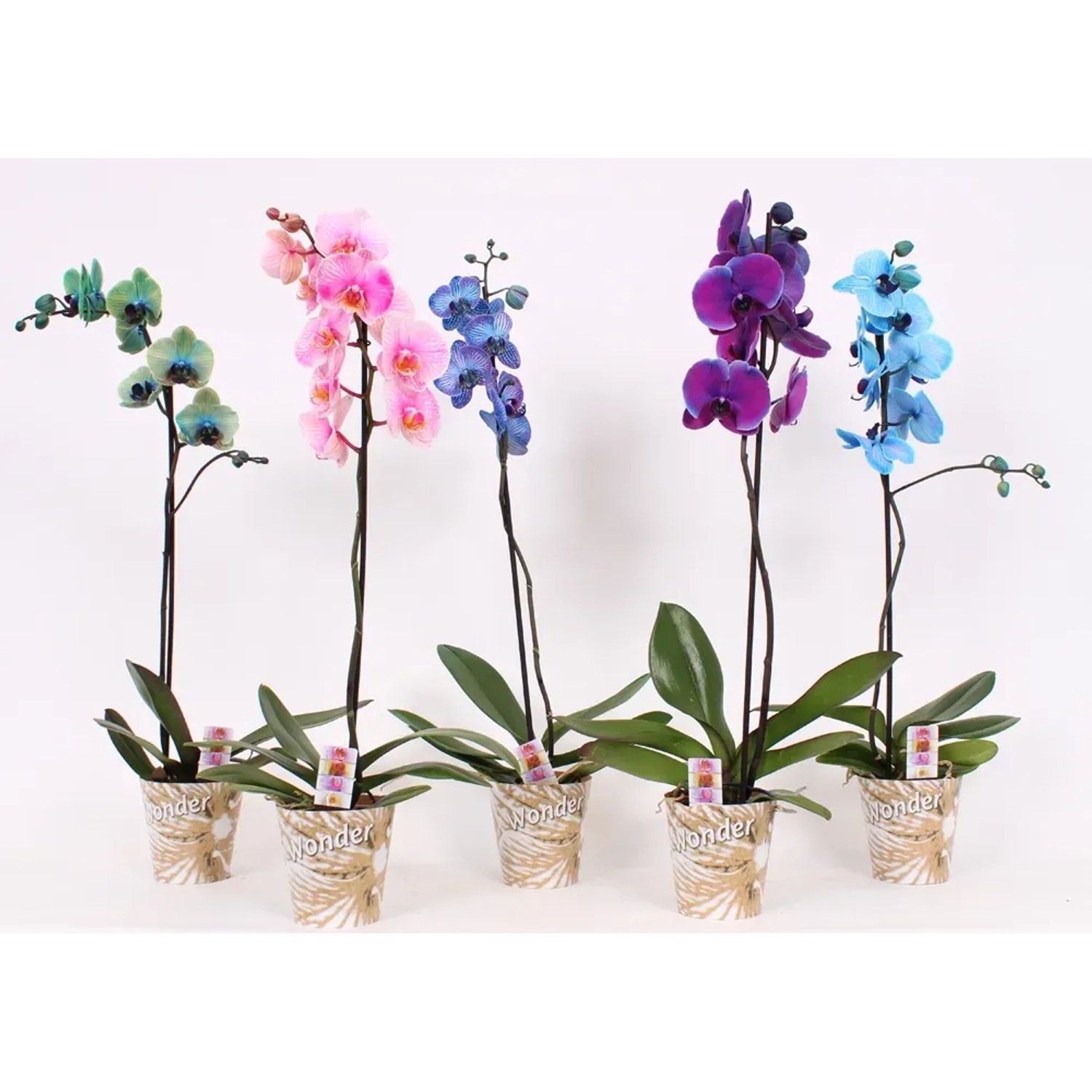 Falenopsis - Ćmówka - Storczyk (Phalaenopsis sp.) 1 pęd wys. 70cm