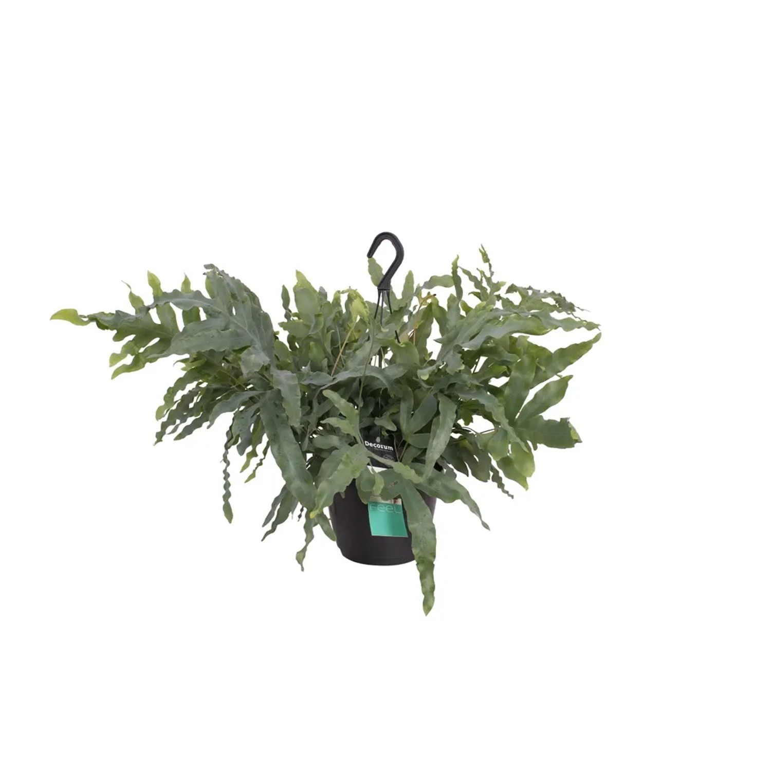 Flebodium złociste (Phlebodium aureum) 'Blue Star' wys. 40 cm don. 18 cm