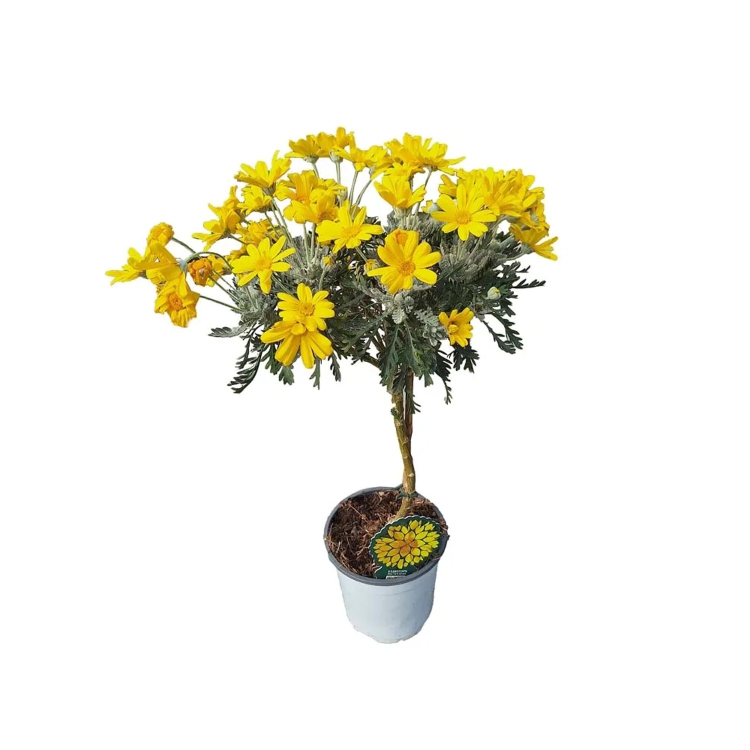Euryops na pniu - don. 14 cm