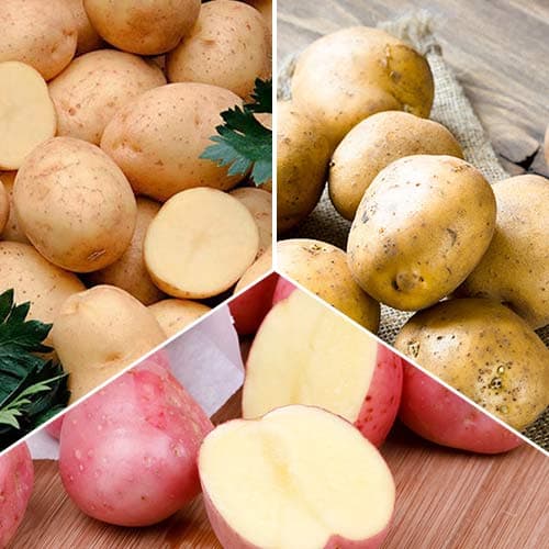 3 kg, Ofertă specială! Cartofi de sămânță Recolte timpurii, set de 3 soiuri - Tuberculi: Mod de ambalare: 3 kg