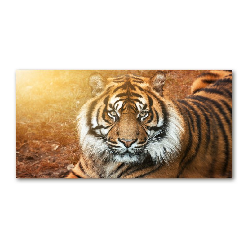 Obraz canvas Tulup Tygrys bengalski 140x70 cm 1 szt.