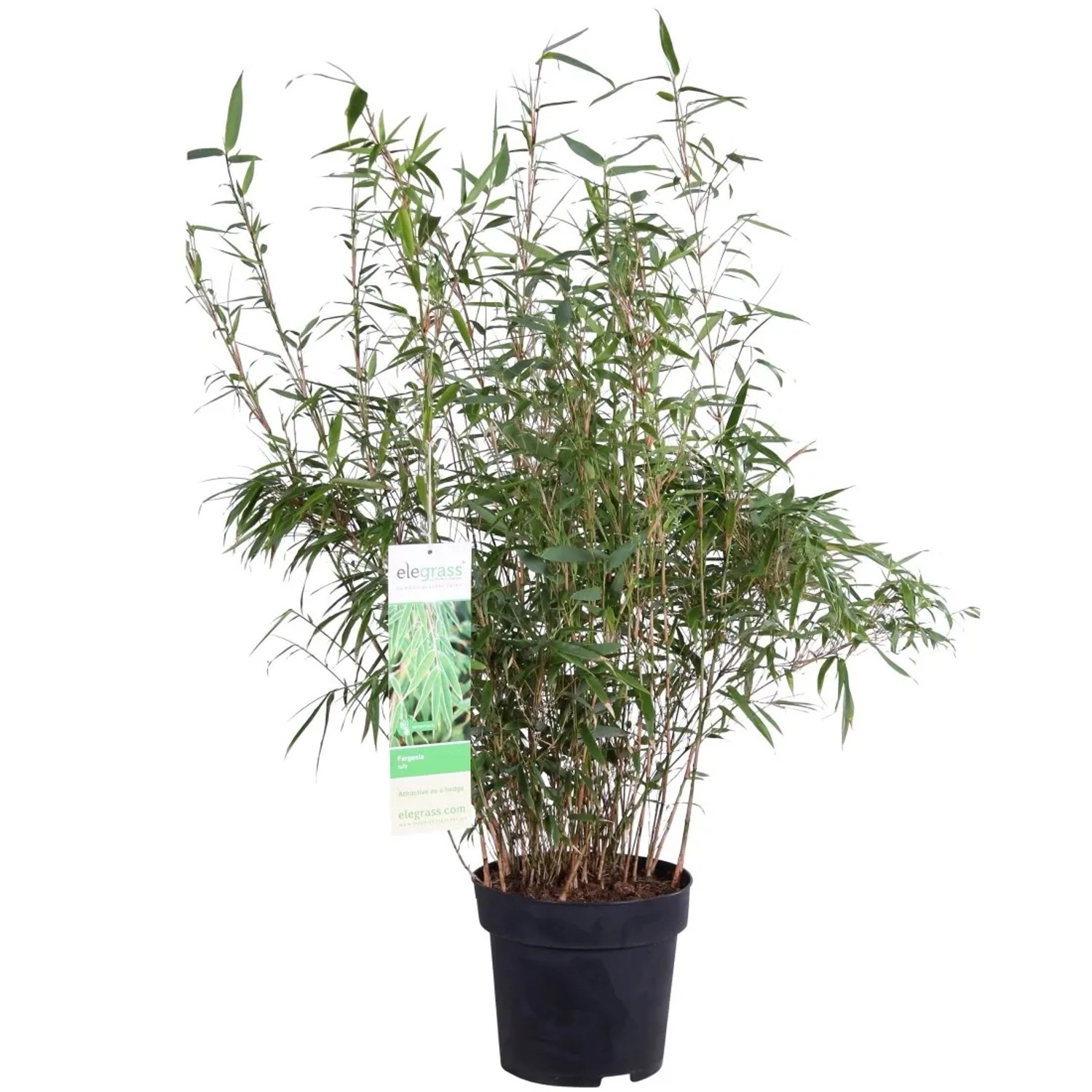 Fargesia Rufa wys. 100 cm