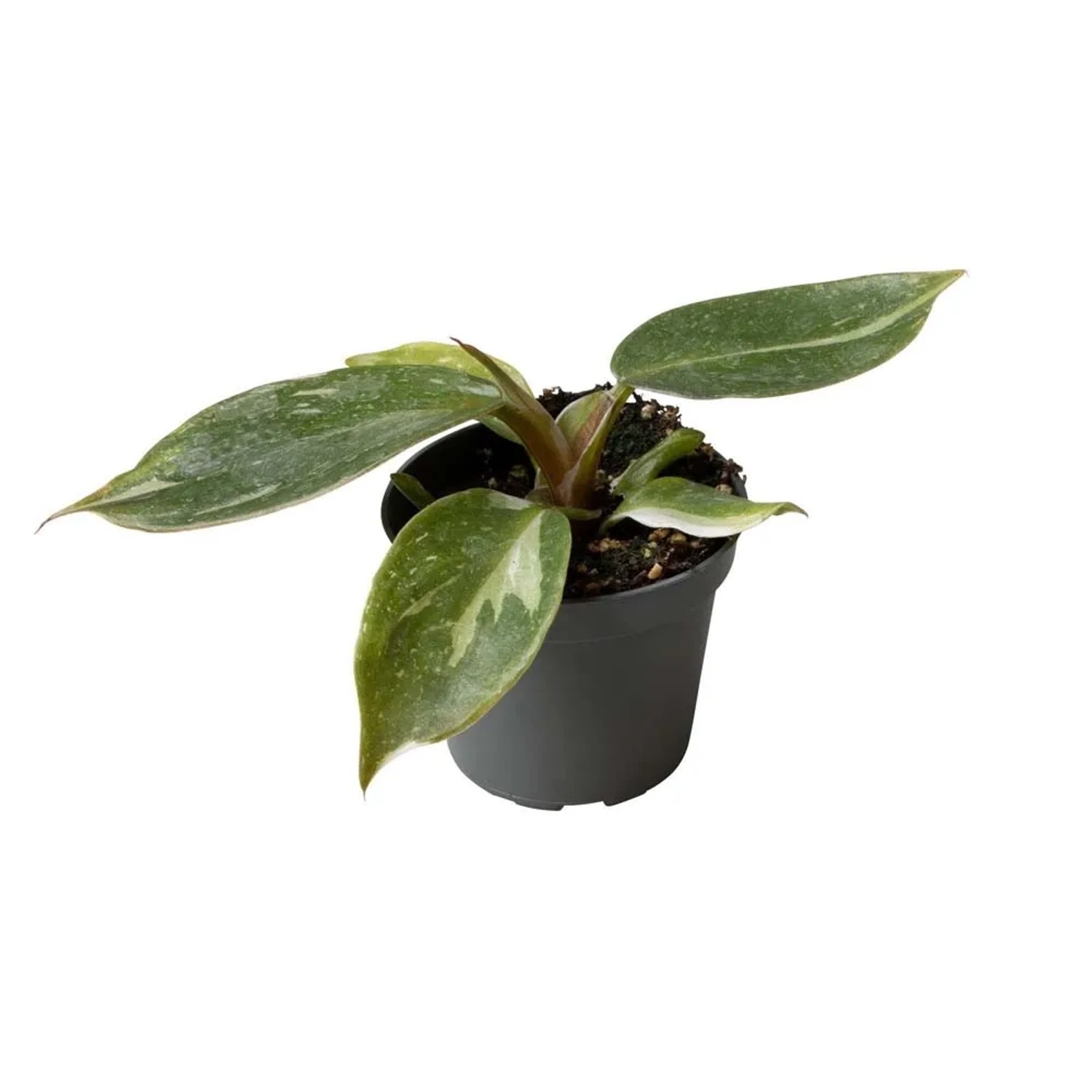Filodendron (Philodendron White Wizard) - don. 6 cm