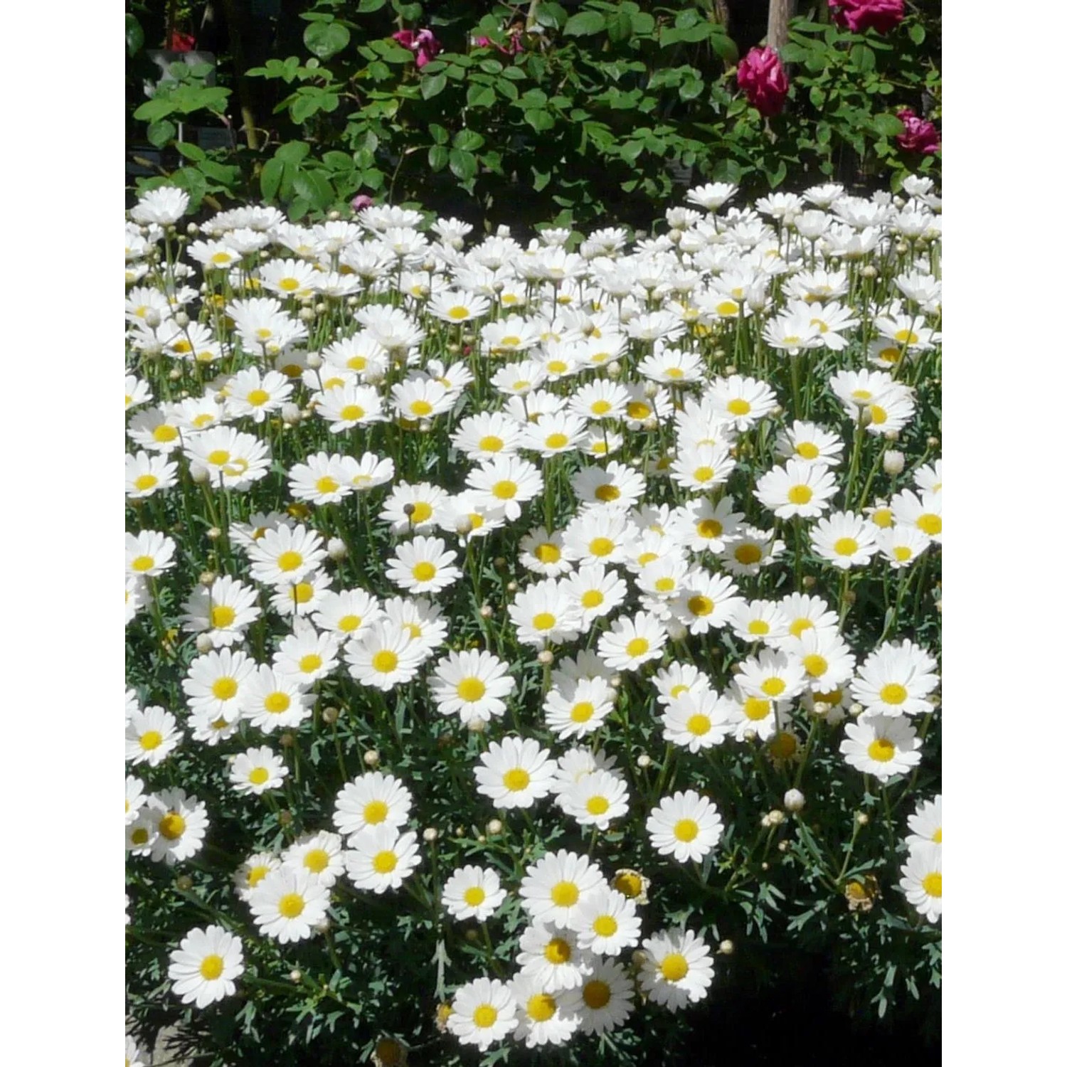 Złocień - margerytka (Argyranthemum frutescens) - don. 19 cm