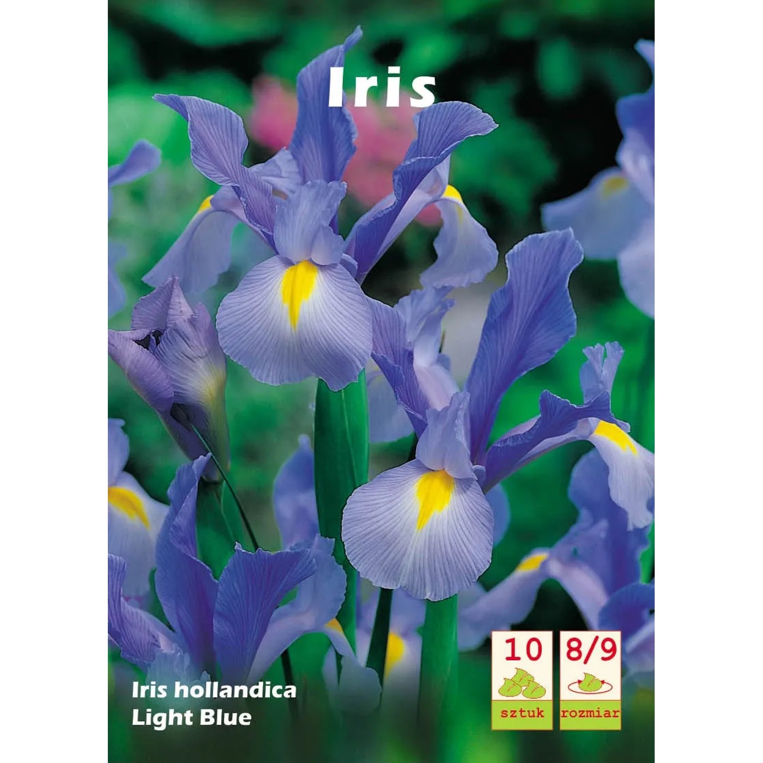 Irys hollandica Light Blue 10 szt.