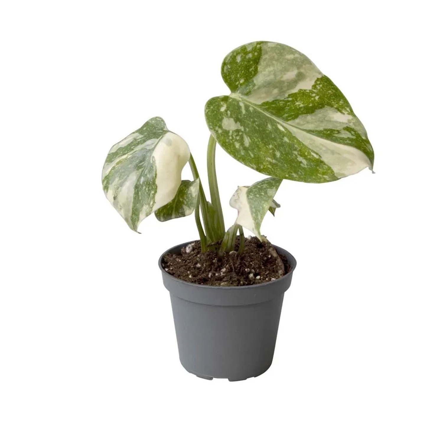 Monstera Thai Constellation - don. 6 cm