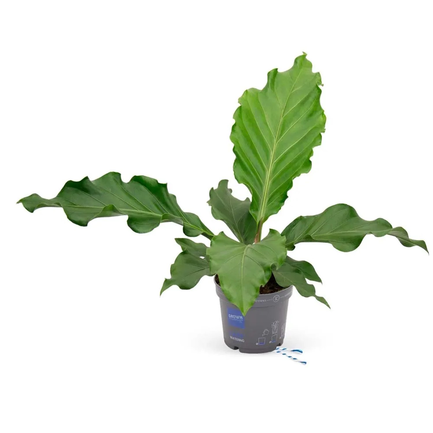 Anturium (Anthurium) Storm - don. 17 cm